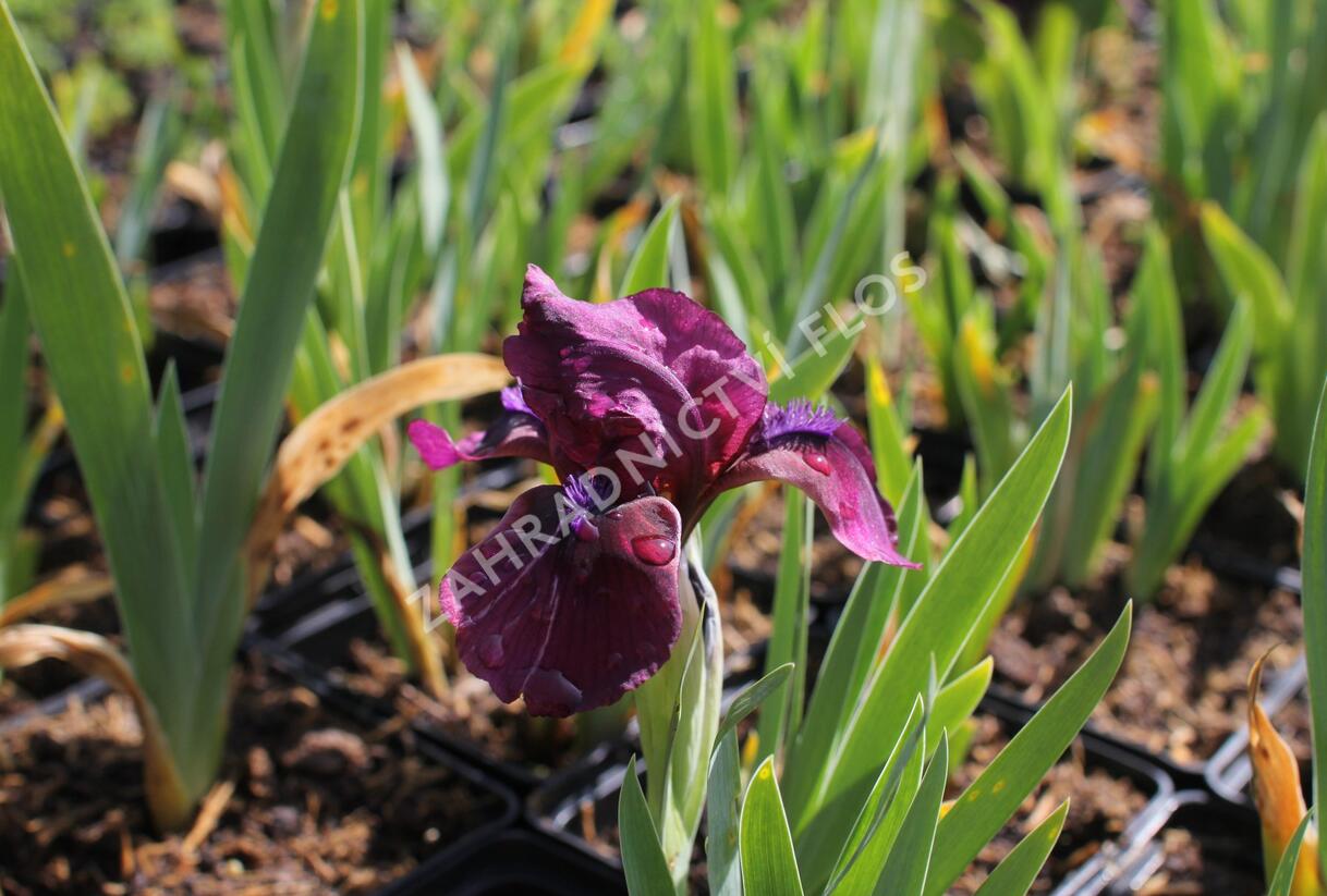 Kosatec nízký 'Pastel Charme' - Iris barbata-nana 'Pastel Charme'