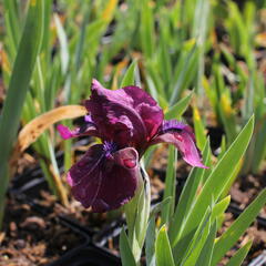 Kosatec nízký 'Pastel Charme' - Iris barbata-nana 'Pastel Charme'