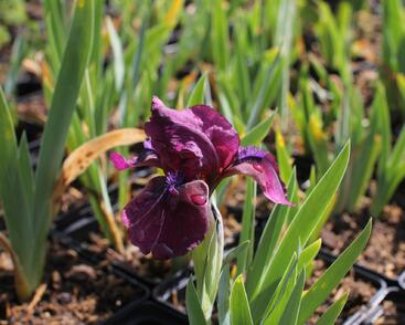 Kosatec nízký 'Pastel Charme'