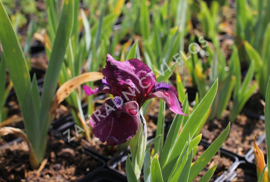 Kosatec nízký 'Pastel Charme' - Iris barbata-nana 'Pastel Charme'