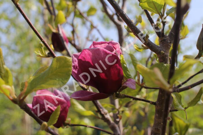 Šácholan 'Genie' - Magnolia 'Genie'