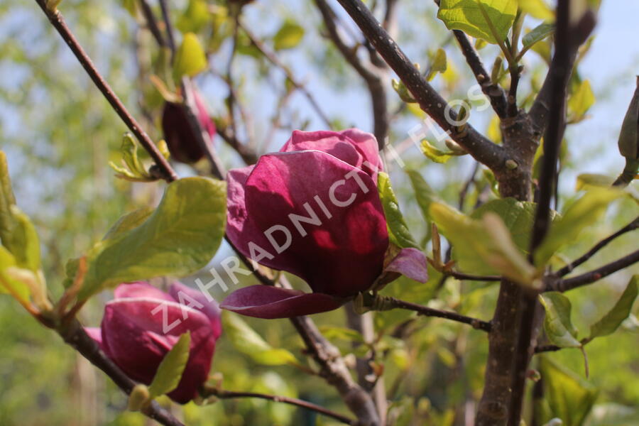 Šácholan 'Genie' - Magnolia 'Genie'