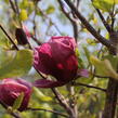 Šácholan 'Genie' - Magnolia 'Genie'