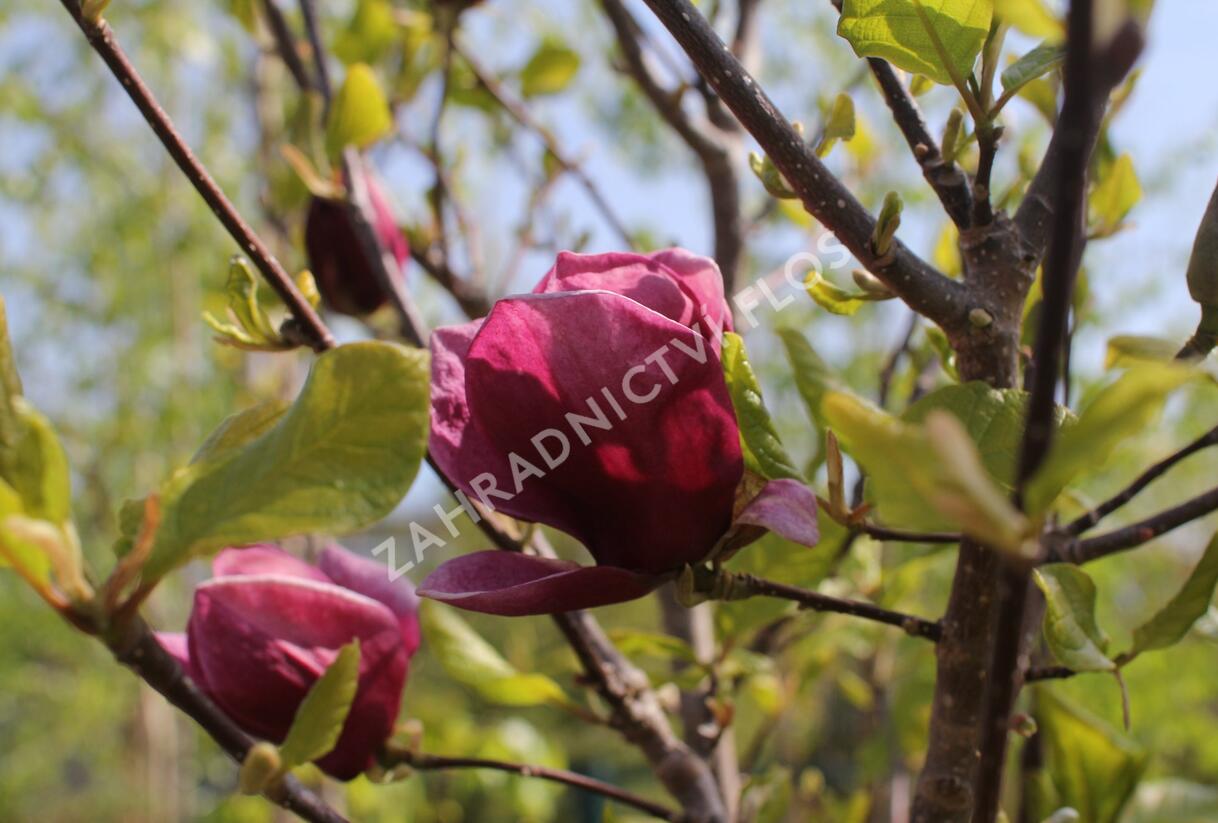 Šácholan 'Genie' - Magnolia 'Genie'