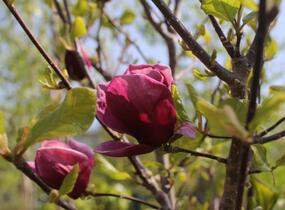 Šácholan 'Genie' - Magnolia 'Genie'