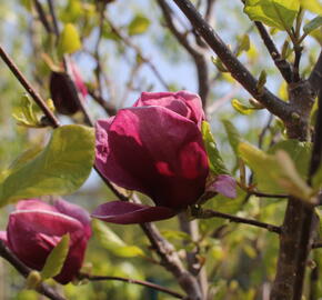 Šácholan 'Genie' - Magnolia 'Genie'