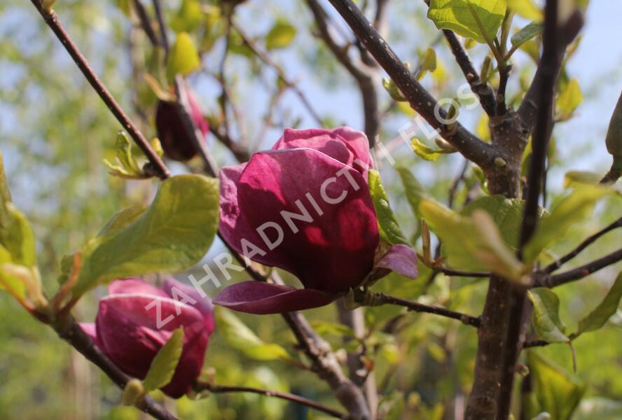 Šácholan 'Genie' - Magnolia 'Genie'