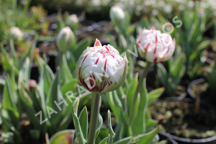 Tulipán plnokvětý pozdní 'Carnaval de Nice' - Tulipa Double Late 'Carnaval de Nice'