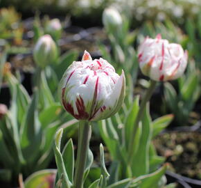 Tulipán plnokvětý pozdní 'Carnaval de Nice' - Tulipa Double Late 'Carnaval de Nice'