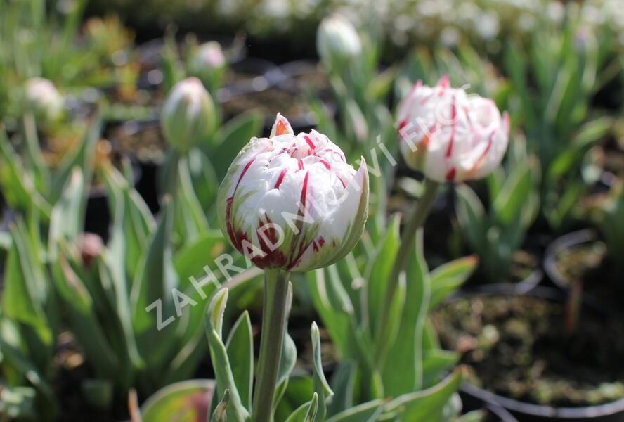 Tulipán plnokvětý pozdní 'Carnaval de Nice' - Tulipa Double Late 'Carnaval de Nice'