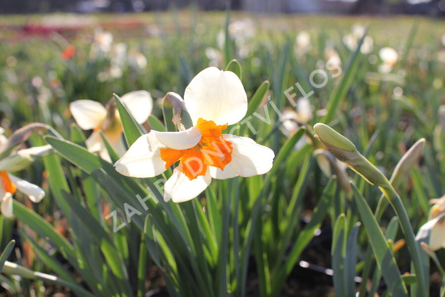 Narcis 'Parisienne' - Narcissus 'Parisienne'