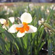 Narcis 'Parisienne' - Narcissus 'Parisienne'