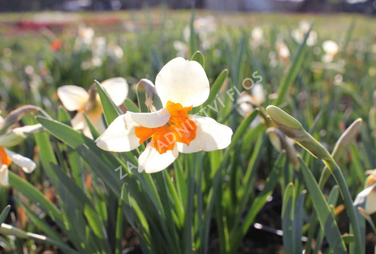 Narcis 'Parisienne' - Narcissus 'Parisienne'
