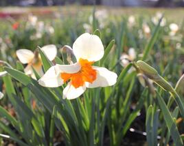 Narcis 'Parisienne'