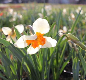 Narcis 'Parisienne' - Narcissus butterfly 'Parisienne'