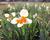 Narcis 'Parisienne'