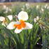 narcis-parisienne.jpg