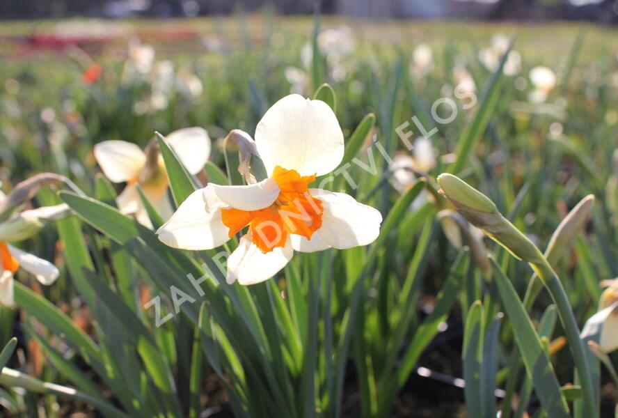 Narcis 'Parisienne' - Narcissus 'Parisienne'