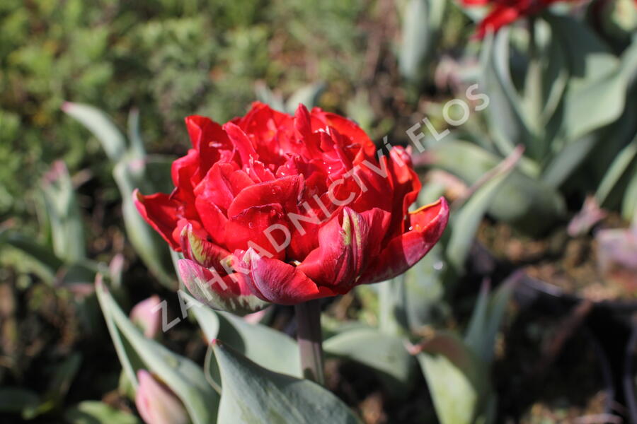Tulipán plnokvětý pozdní 'Red Princess' - Tulipa Double Late 'Red Princess'