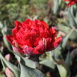 Tulipán plnokvětý pozdní 'Red Princess' - Tulipa Double Late 'Red Princess'