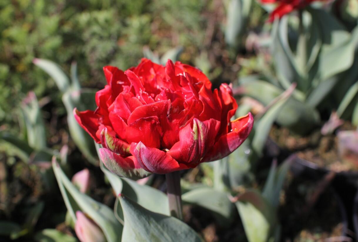 Tulipán plnokvětý pozdní 'Red Princess' - Tulipa Double Late 'Red Princess'