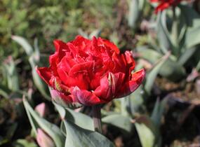 Tulipán plnokvětý pozdní 'Red Princess' - Tulipa Double Late 'Red Princess'