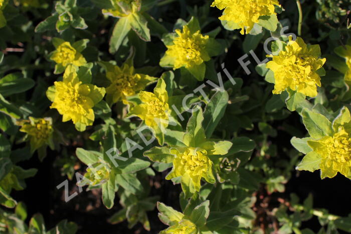 Pryšec mnohobarvý 'Senior' - Euphorbia polychroma 'Senior'