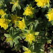 Pryšec mnohobarvý 'Senior' - Euphorbia polychroma 'Senior'