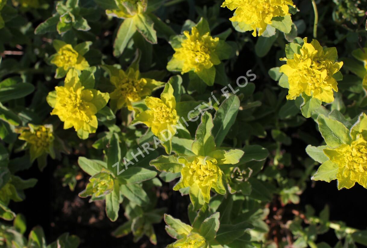 Pryšec mnohobarvý 'Senior' - Euphorbia polychroma 'Senior'