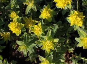 Pryšec mnohobarvý 'Senior' - Euphorbia polychroma 'Senior'