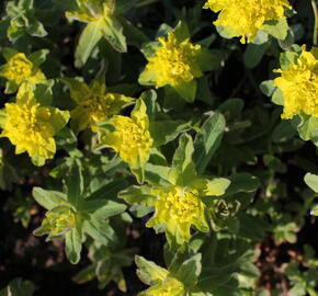 Pryšec mnohobarvý 'Senior' - Euphorbia polychroma 'Senior'