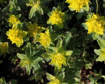 Pryšec mnohobarvý 'Senior'