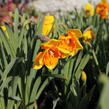 Narcis 'Congress' - Narcissus 'Congress'