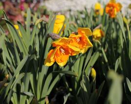 Narcis orchideokvětý 'Congress'