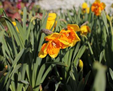 Narcis orchideokvětý 'Congress'