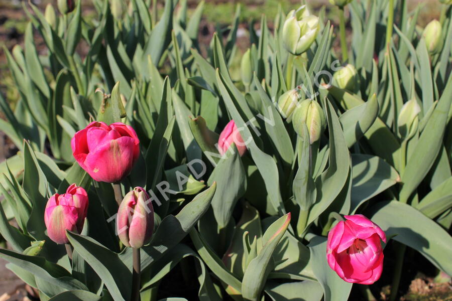 Tulipán Farmer's Mix 'Amore' - Tulipa Farmer's Mix 'Amore'