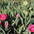 Tulipán  Farmer's Mix 'Amore' - Tulipa Farmer's Mix 'Amore'