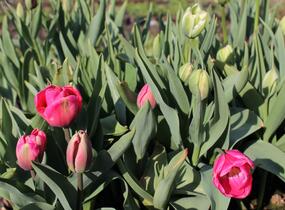 Tulipán Farmer's Mix 'Amore' - Tulipa Farmer's Mix 'Amore'