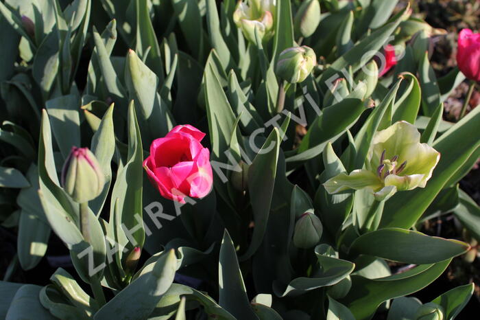 Tulipán Farmer's Mix 'Amore' - Tulipa Farmer's Mix 'Amore'