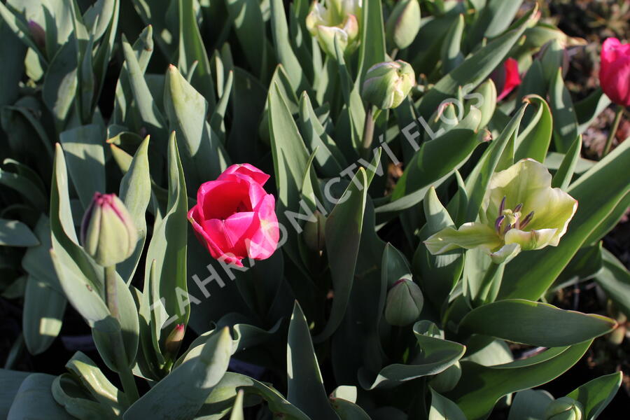 Tulipán Farmer's Mix 'Amore' - Tulipa Farmer's Mix 'Amore'
