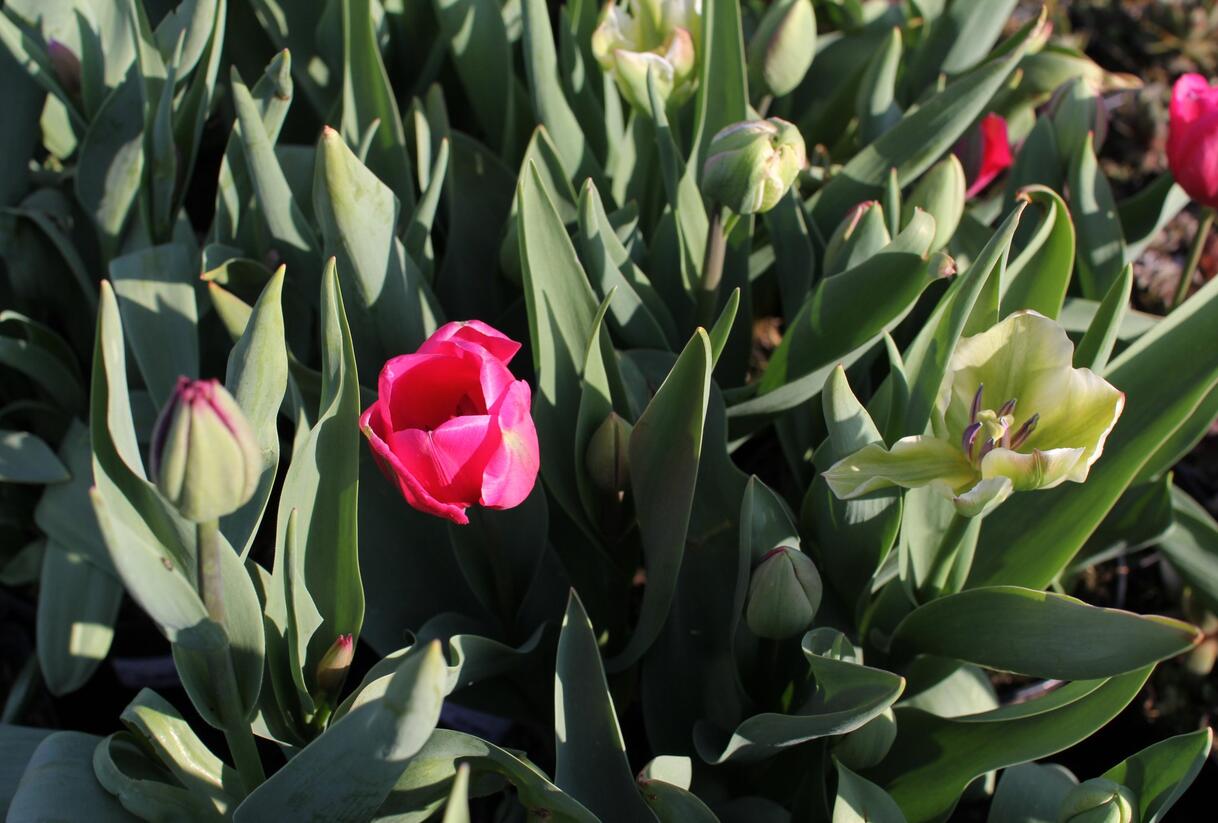 Tulipán Farmer's Mix 'Amore' - Tulipa Farmer's Mix 'Amore'