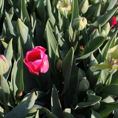 Tulipán Farmer's Mix 'Amore' - Tulipa Farmer's Mix 'Amore'
