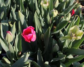 Tulipán Farmer's Mix 'Amore'