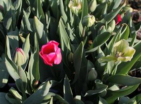 Tulipán Farmer's Mix 'Amore' - Tulipa Farmer's Mix 'Amore'