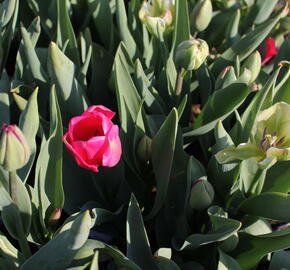 Tulipán  Farmer's Mix 'Amore' - Tulipa Farmer's Mix 'Amore'