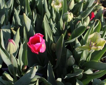 Tulipán Farmer's Mix 'Amore'