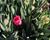 Tulipán Farmer's Mix 'Amore'