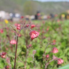 Kuklík 'Bell Bank' - Geum 'Bell Bank'