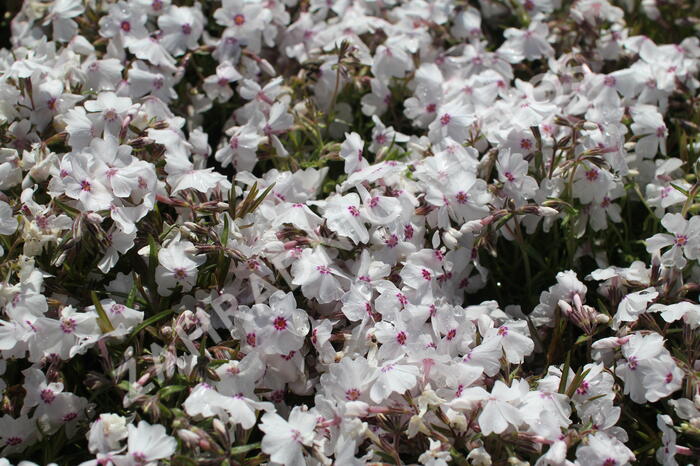 Plamenka šídlovitá 'White Delight' - Phlox subulata 'White Delight'