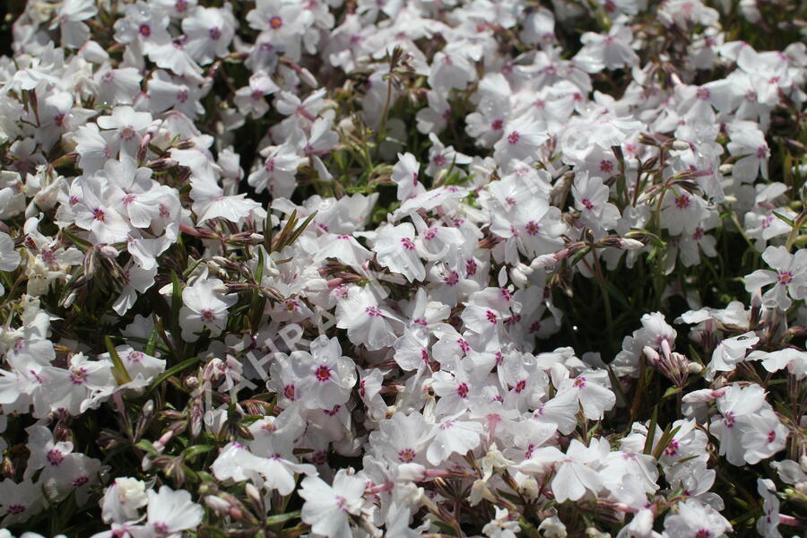 Plamenka šídlovitá 'White Delight' - Phlox subulata 'White Delight'